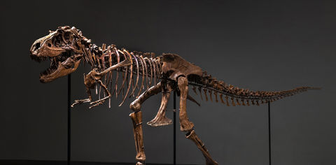 This 77-Million-Year-Old Dinosaur Skeleton Is Going Up For Auction — But You Can See It Before It Sells