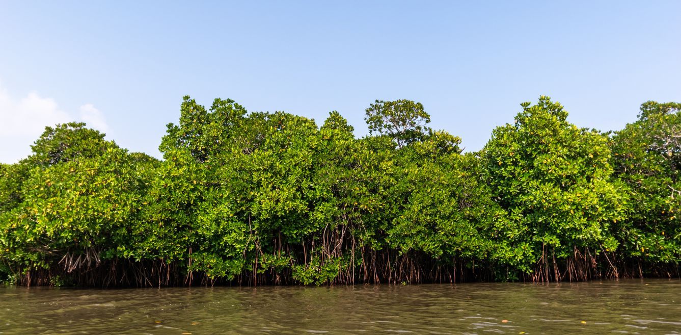 India Adds 5 New Wetlands As Ramsar Sites; Tally At 54 Now