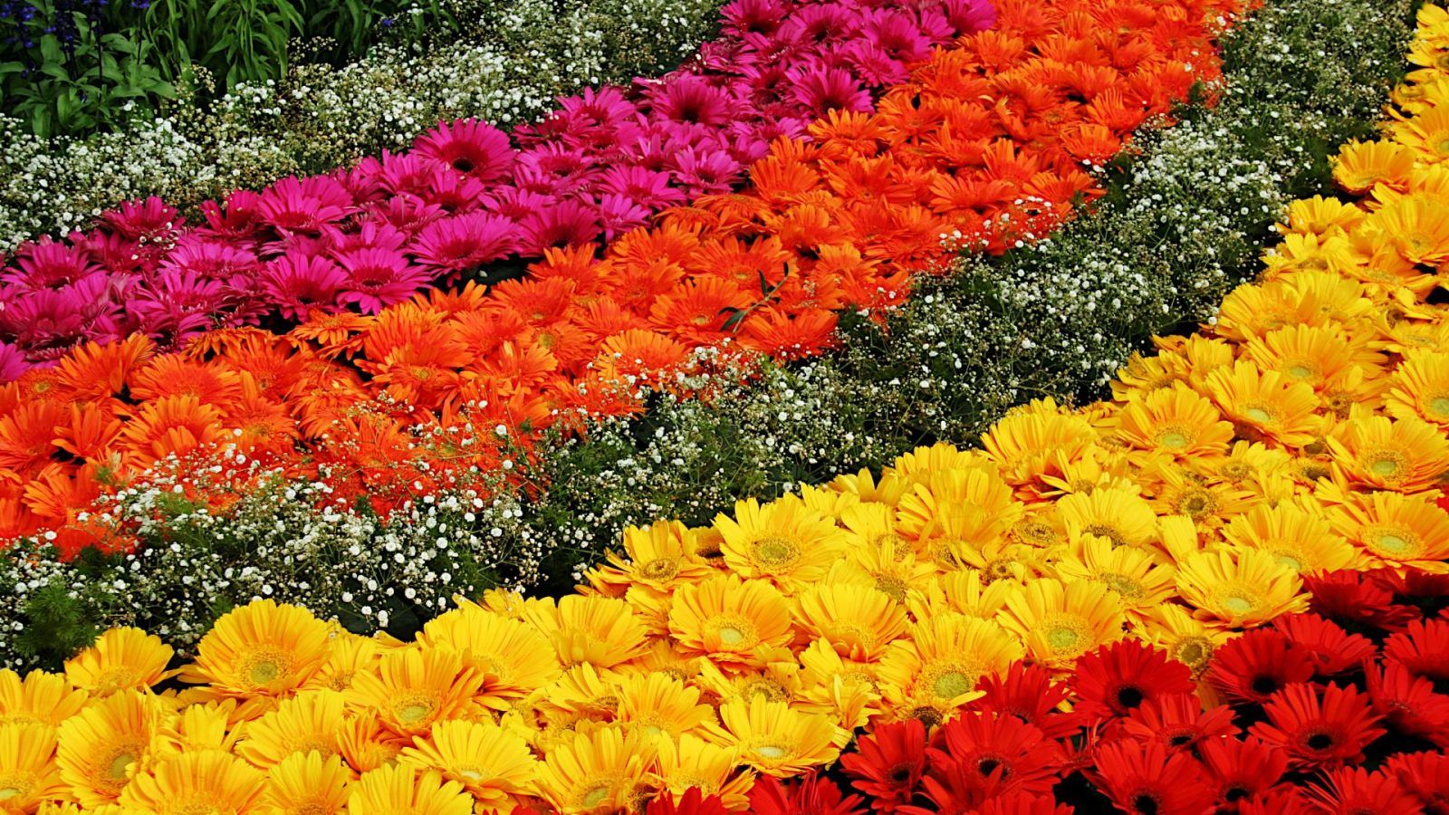 LalBagh Flower Show 2022 Bangaluru Begins From August 5