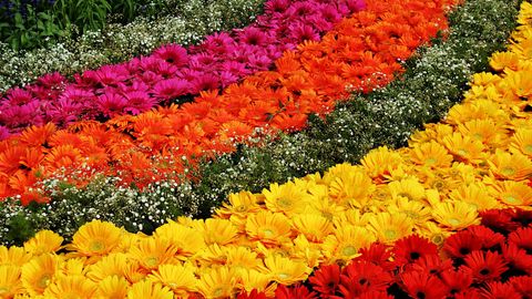 Bengaluru: Lal Bagh Flower Show 2022 Begins From August 5