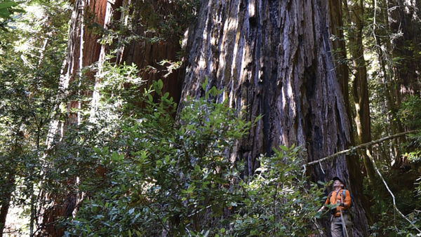 Visiting The World’s Tallest Tree In This California National Park Could Result In A Fine Of INR 4 Lakh Or Jail Time — Here’s Why