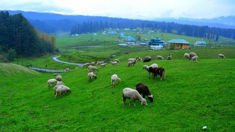 Take The Road Less Travelled: Things To Do In Yusmarg, The Little Known Paradise of Kashmir