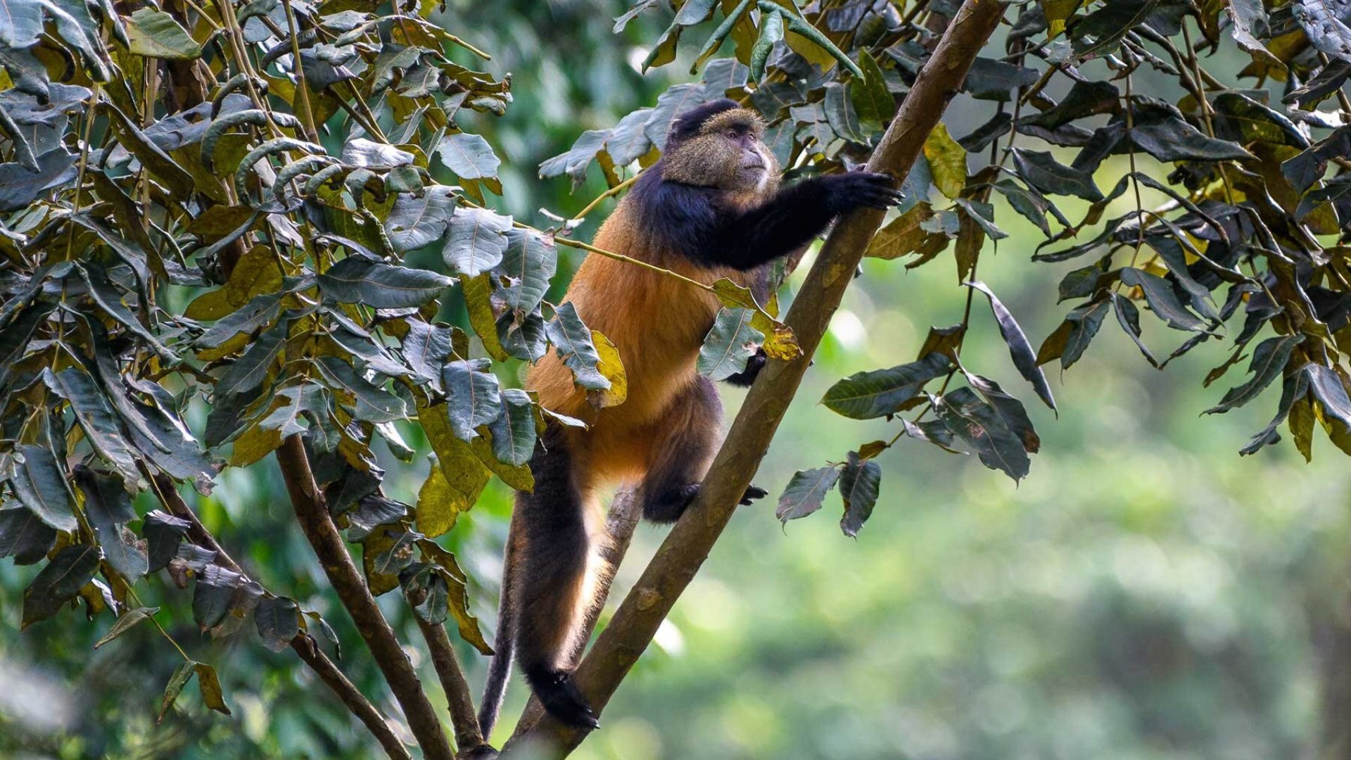 Rwanda rain forest