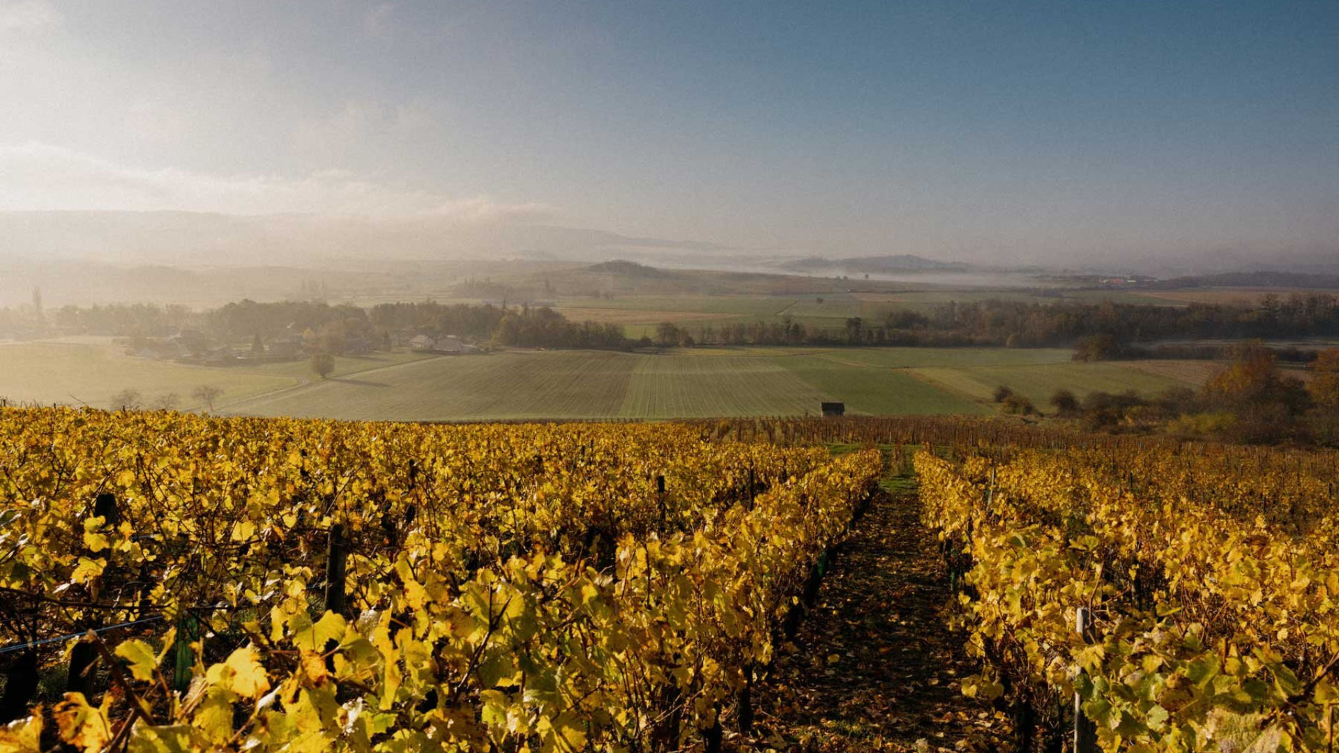 French wine region