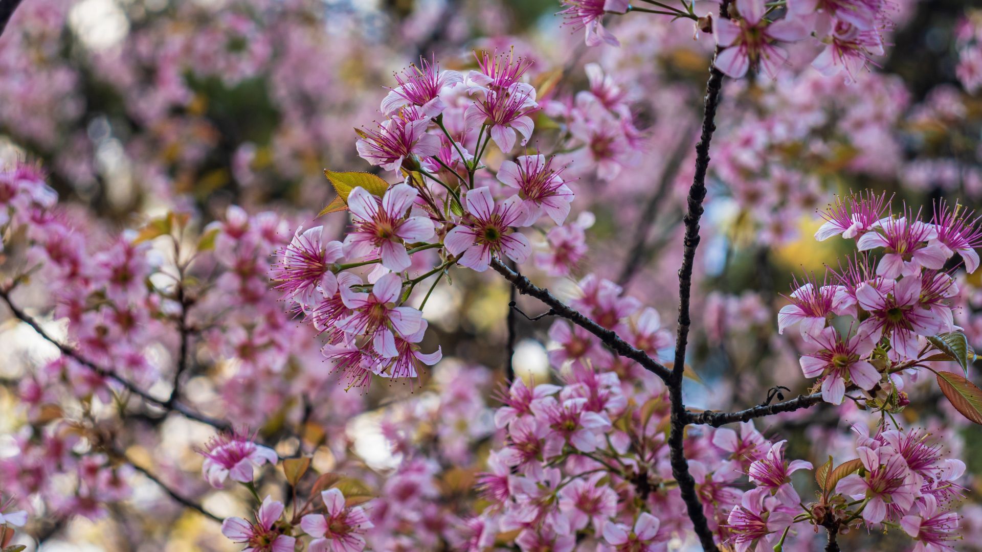 Shillong Cherry Blossom Festival Cancelled. Here's Why
