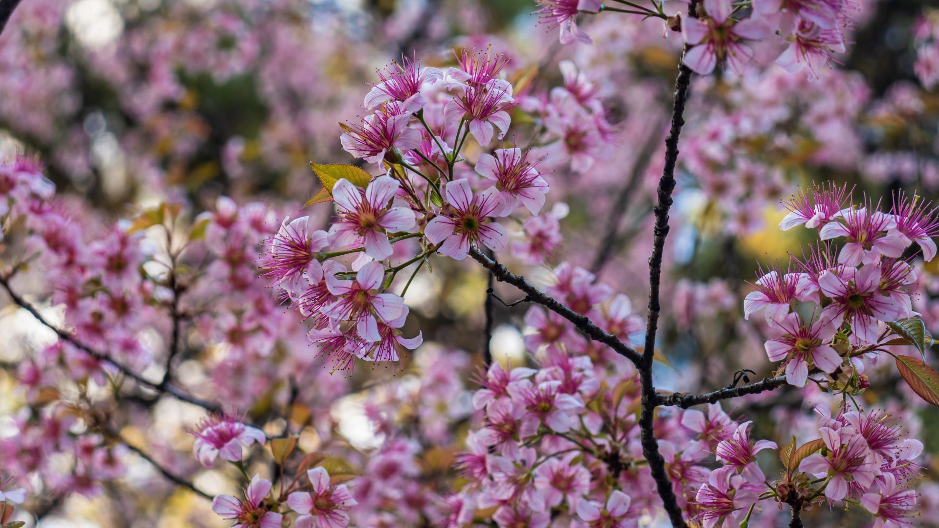 Shillong Cherry Blossom Festival Cancelled Here s Why