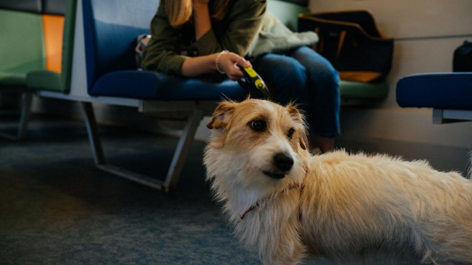 These Companies Make Travelling With Pets Comfortable