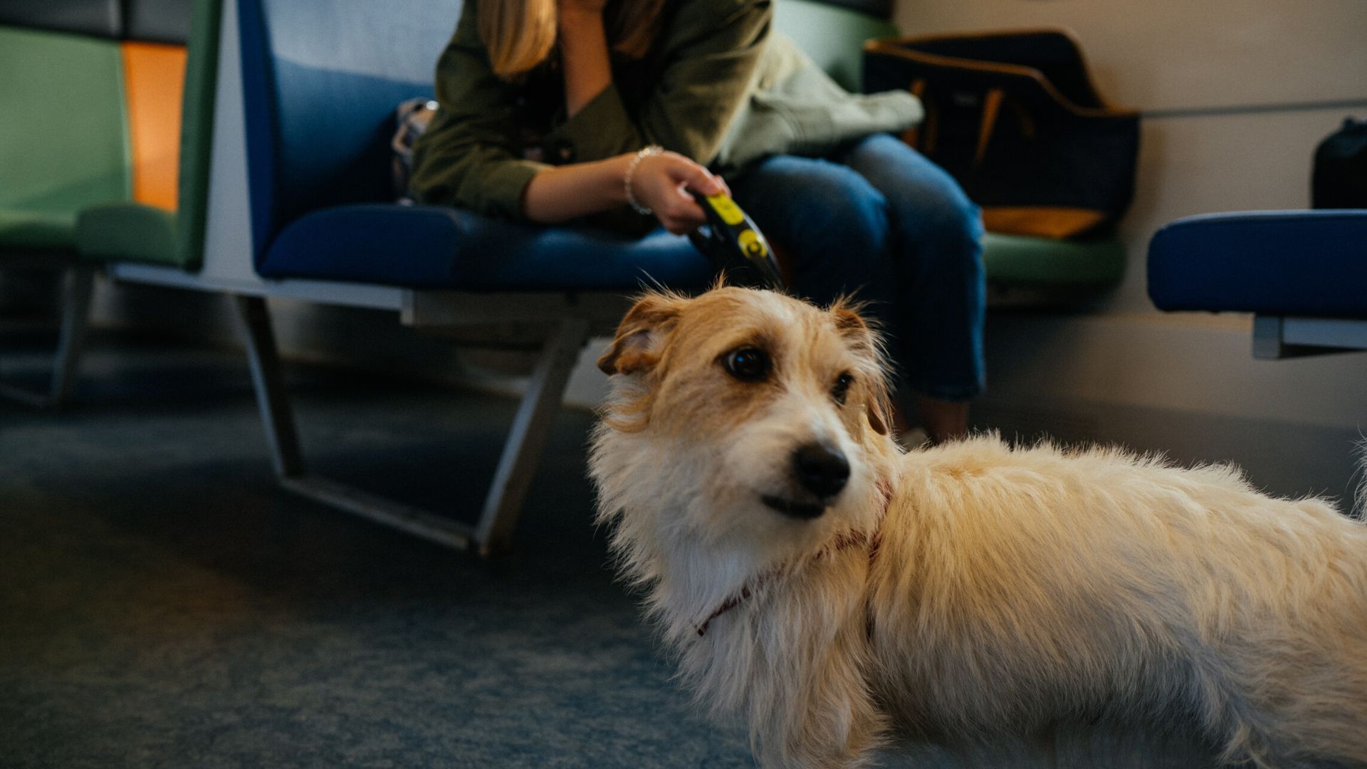 these-companies-make-travelling-with-pets-comfortable