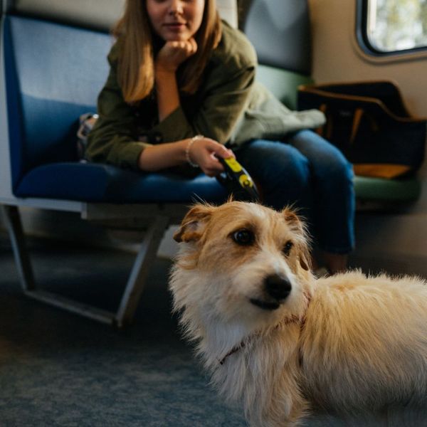 North Eastern Railways To Now Introduce Separate Space For Pets