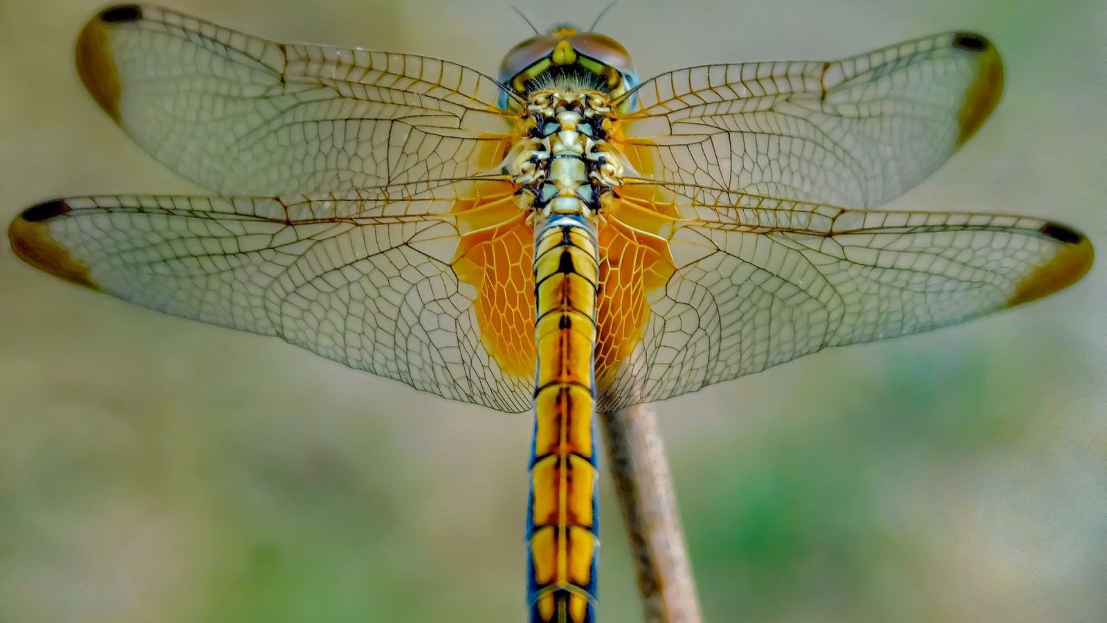 Sanjay Van Hosts Dragonfly Festival To Promote Their Conservation