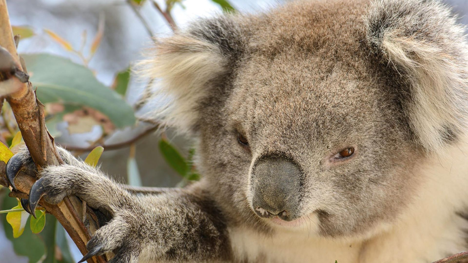 20 Thrilling Wildlife Experiences Across The Globe