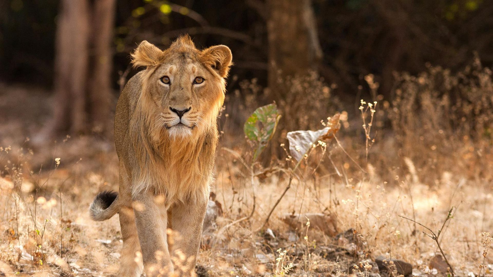 Sight of Lions in Gir 