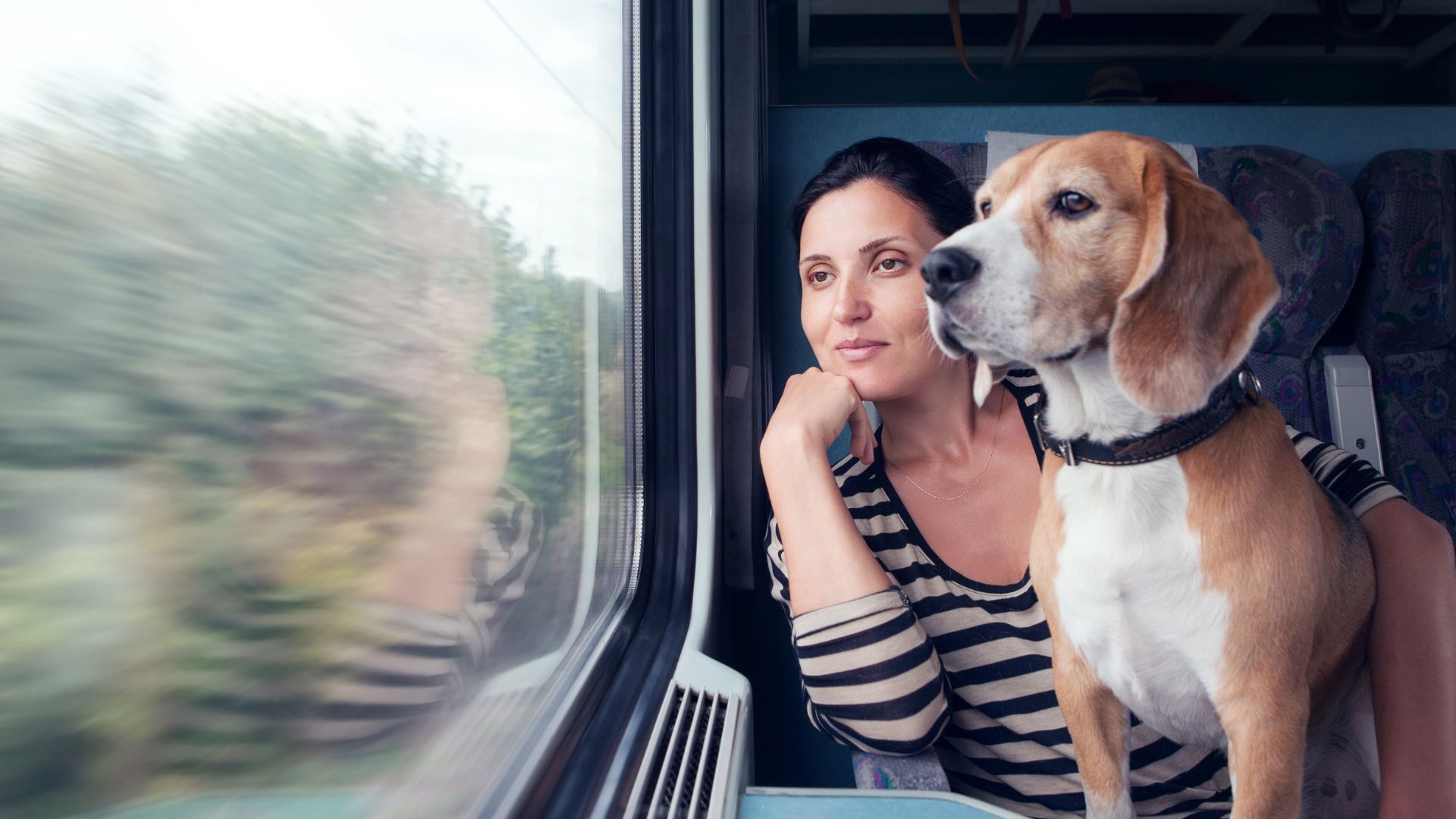 can dogs travel on trains first class