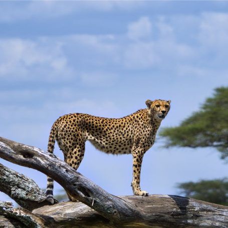 Serengeti National Park, Tanzania