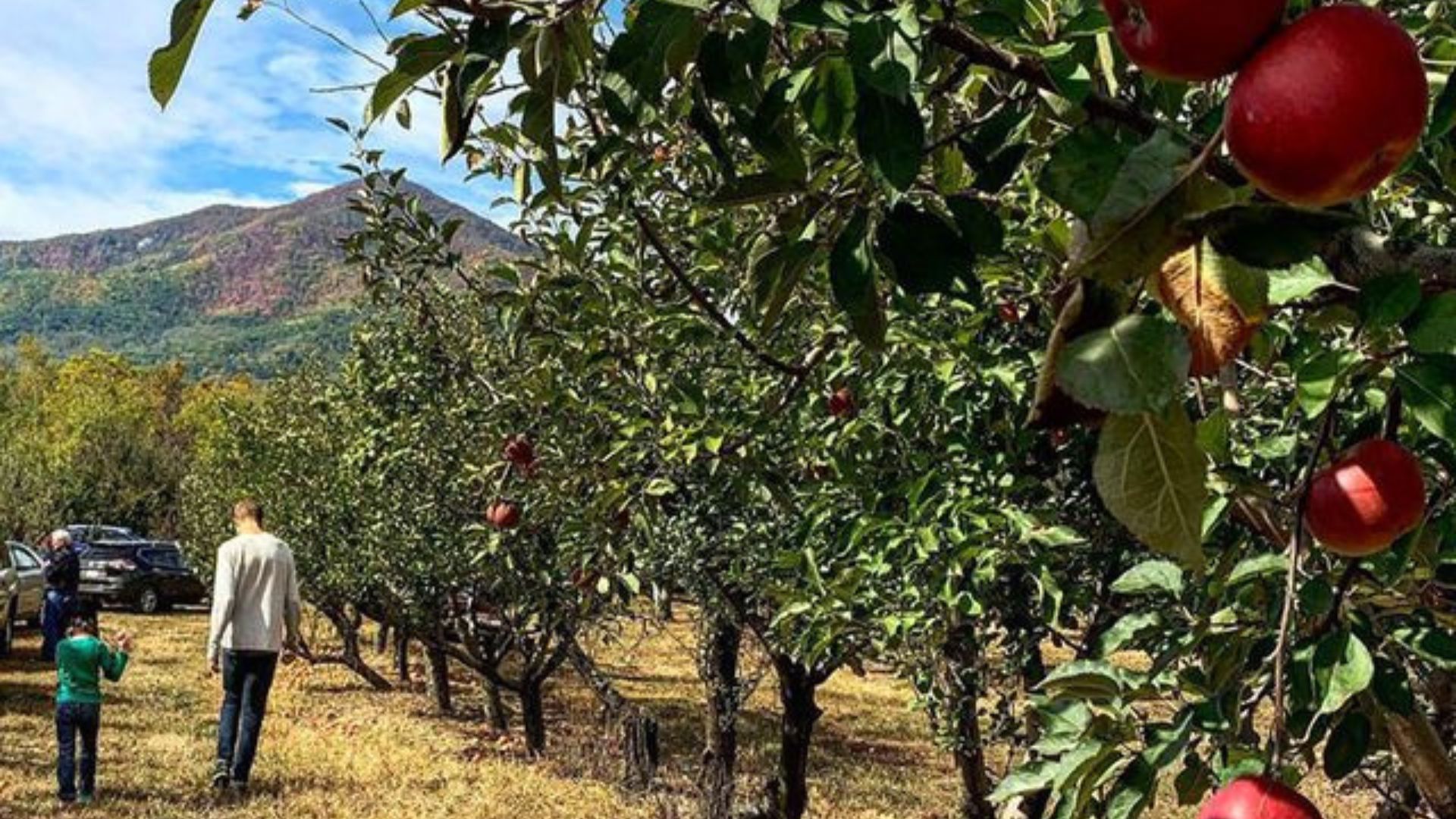 Apple picking