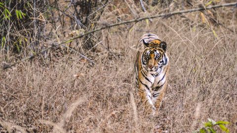 15 Wildlife Sanctuary Tours In India Promising Adventure Like None Other