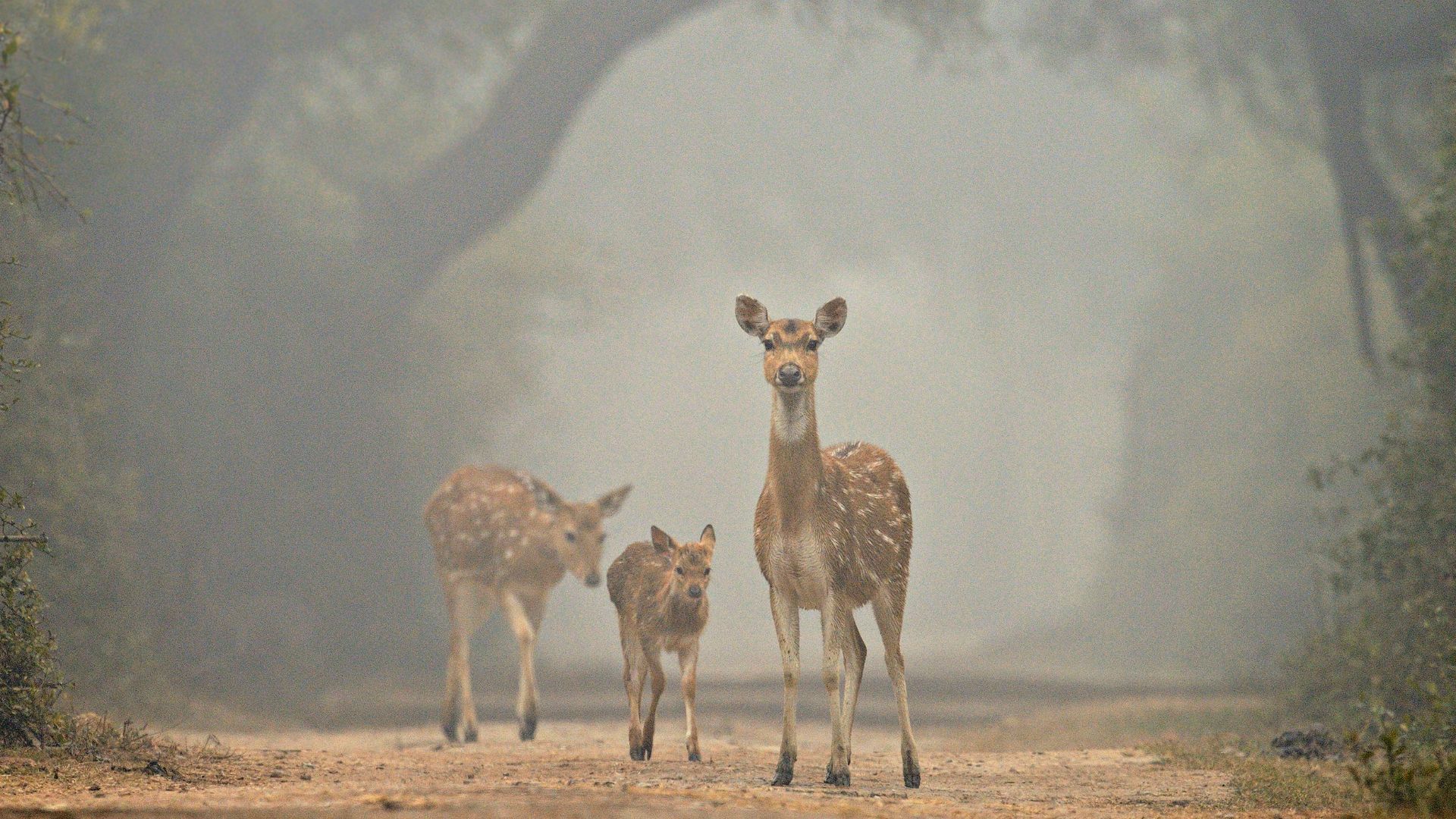 meet-rathika-ramasamy-india-s-first-woman-wildlife-photographer