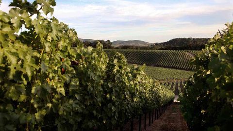 10 Best Napa Wineries For A Delicious Tasting And Beautiful Views