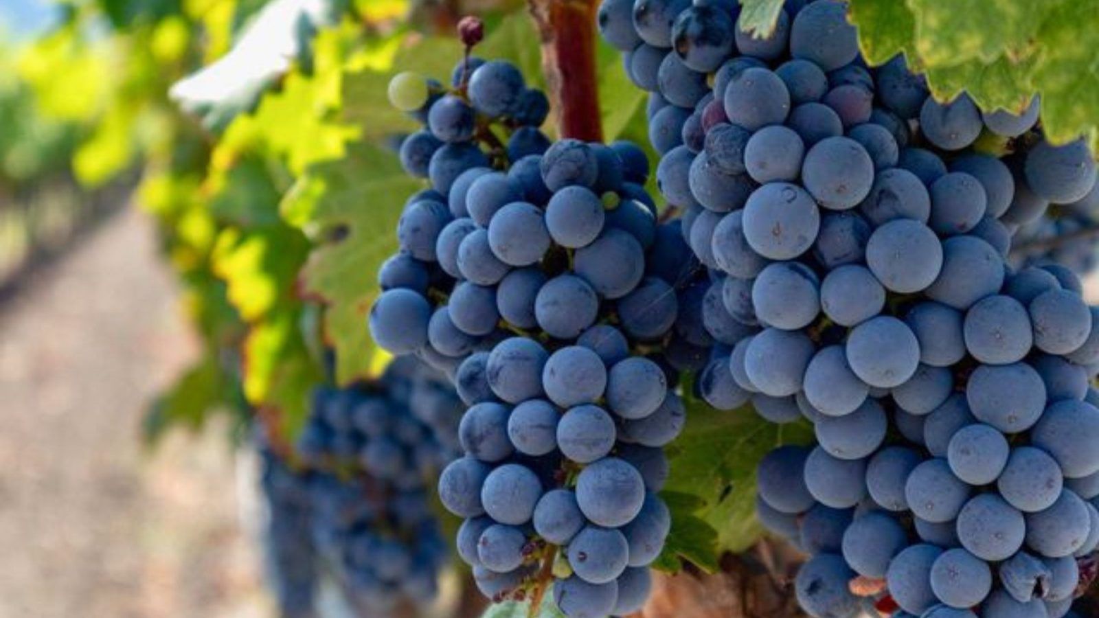 10 Best Napa Wineries For A Delicious Tasting And Beautiful Views