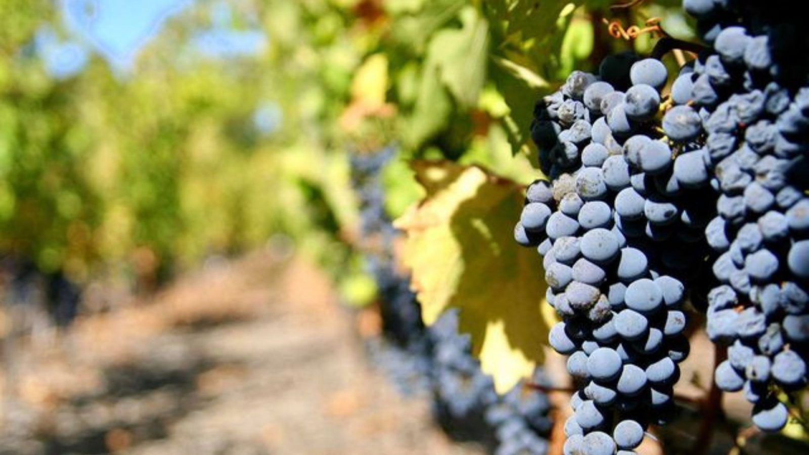 10 Best Napa Wineries For A Delicious Tasting And Beautiful Views