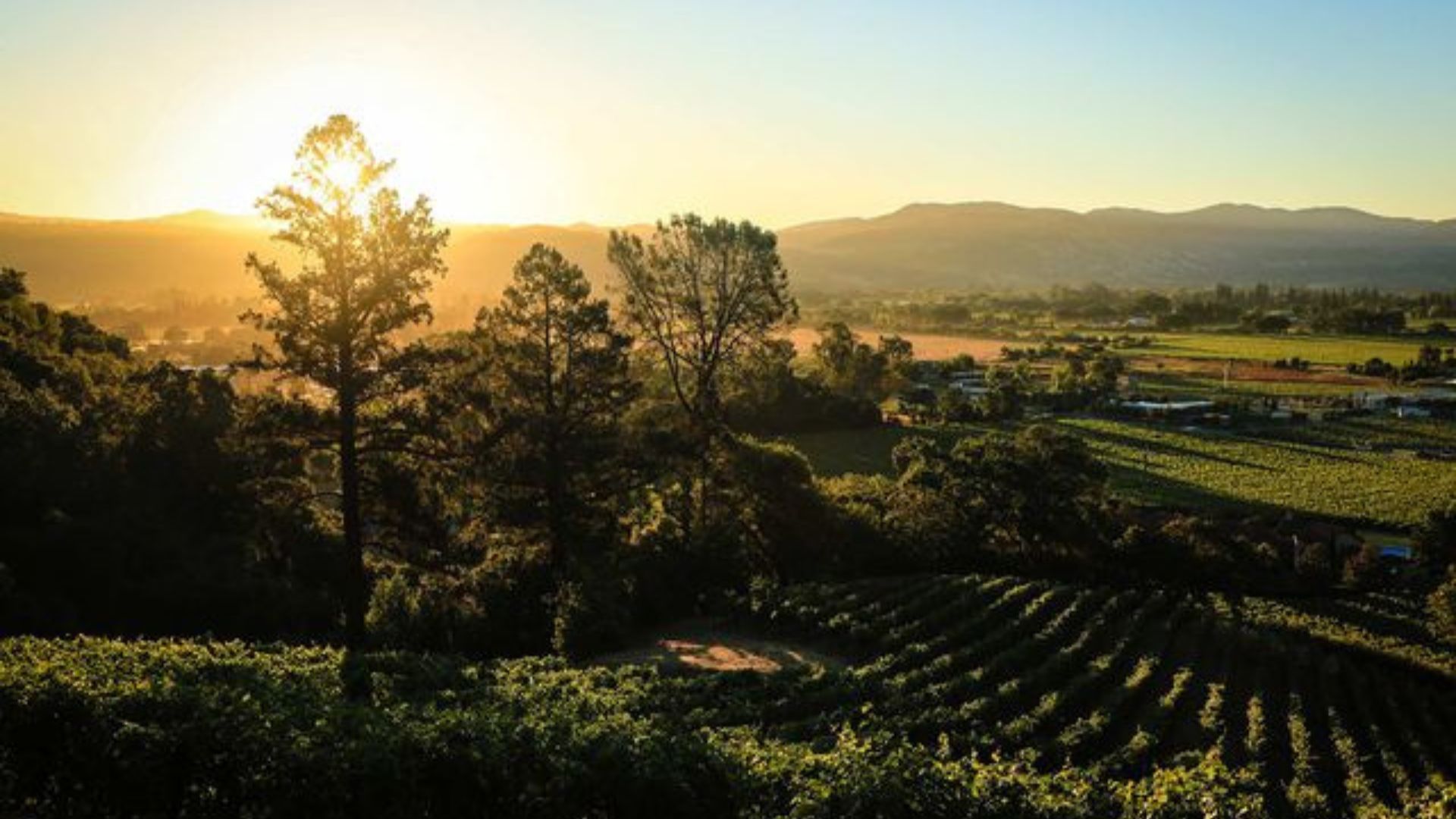 10 Best Napa Wineries For A Delicious Tasting And Beautiful Views