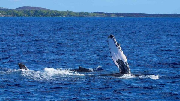 Go Whale-Watching, Paddleboarding And Scuba Diving With The Pros On One Epic 9-Hour Hawaiian Adventure