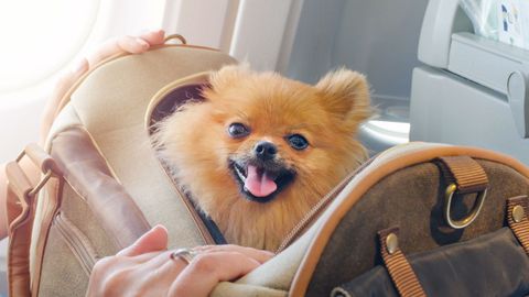 Akasa Air, The Newest Air Carrier In India, To Allow Pets Onboard From November