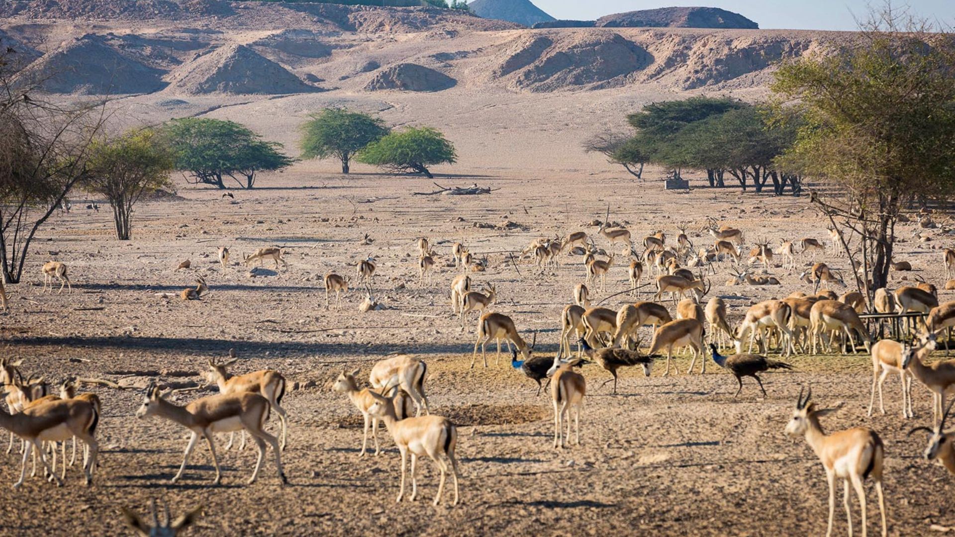 Sir Bani Yas Island