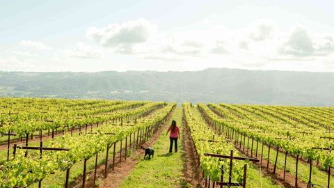 California's New Generation Of Female Winemakers Is Changing How We Drink