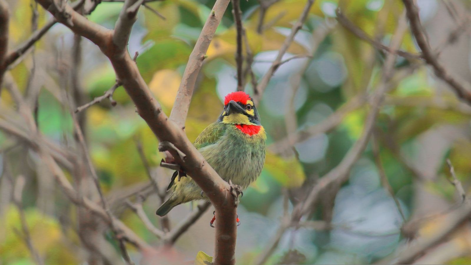 Birdwatching In Kolkata: Where To Make The Best Of The Season