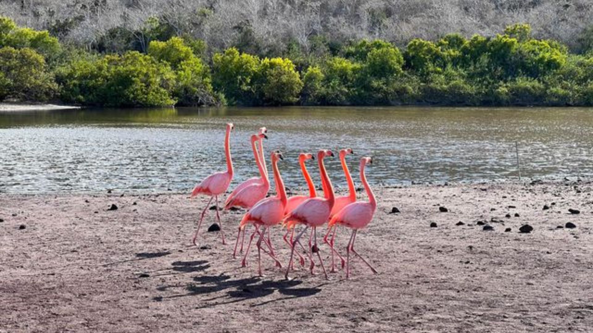Flamingos
