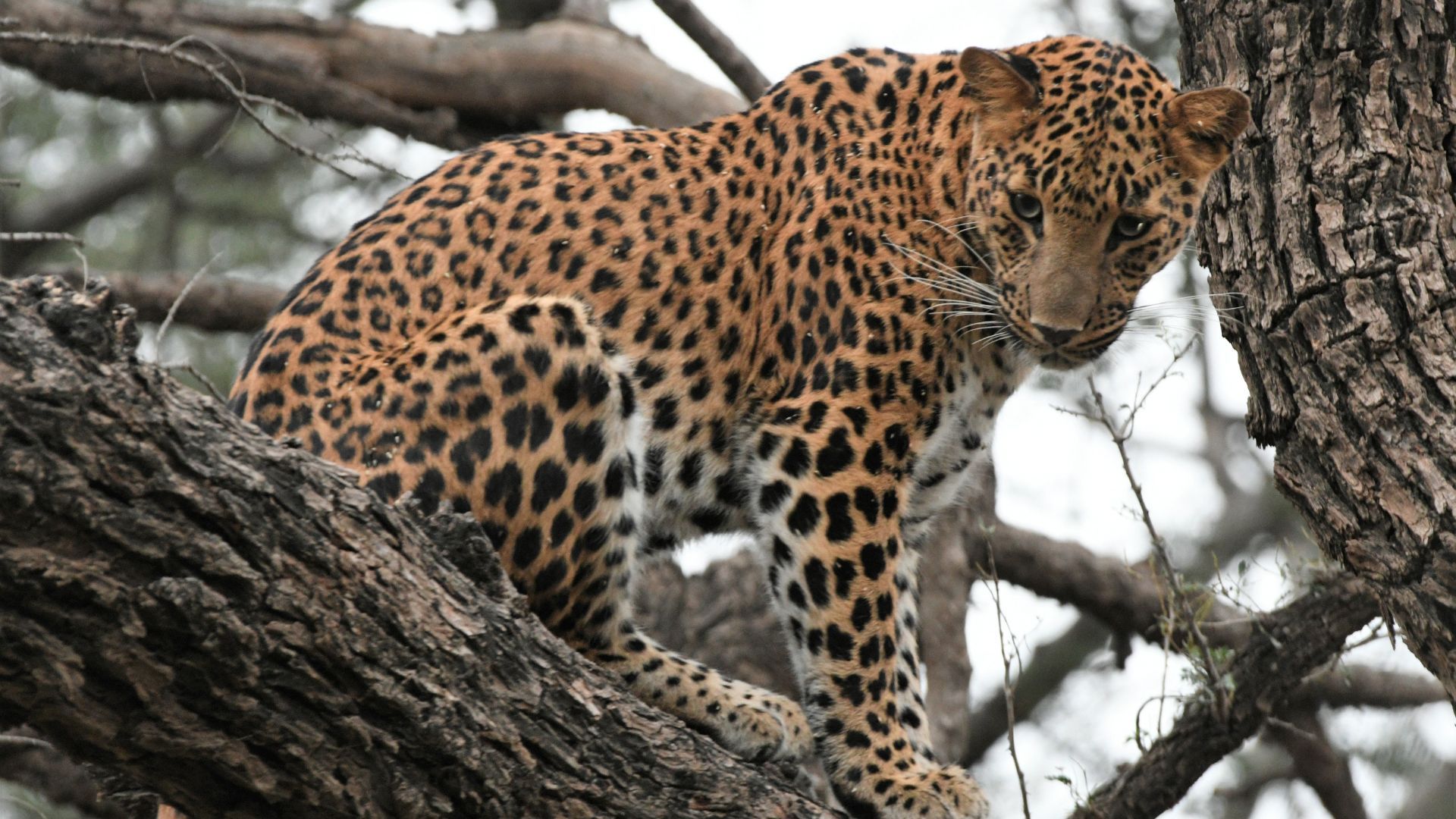 leopard safari with hemant