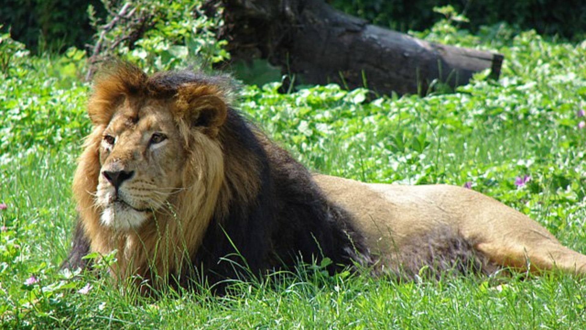 West Bengal's First Lion Safari