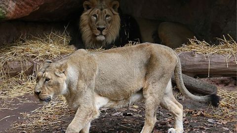 West Bengal Will Soon Introduce Its First Lion Safari And Here's Everything You Need To Know