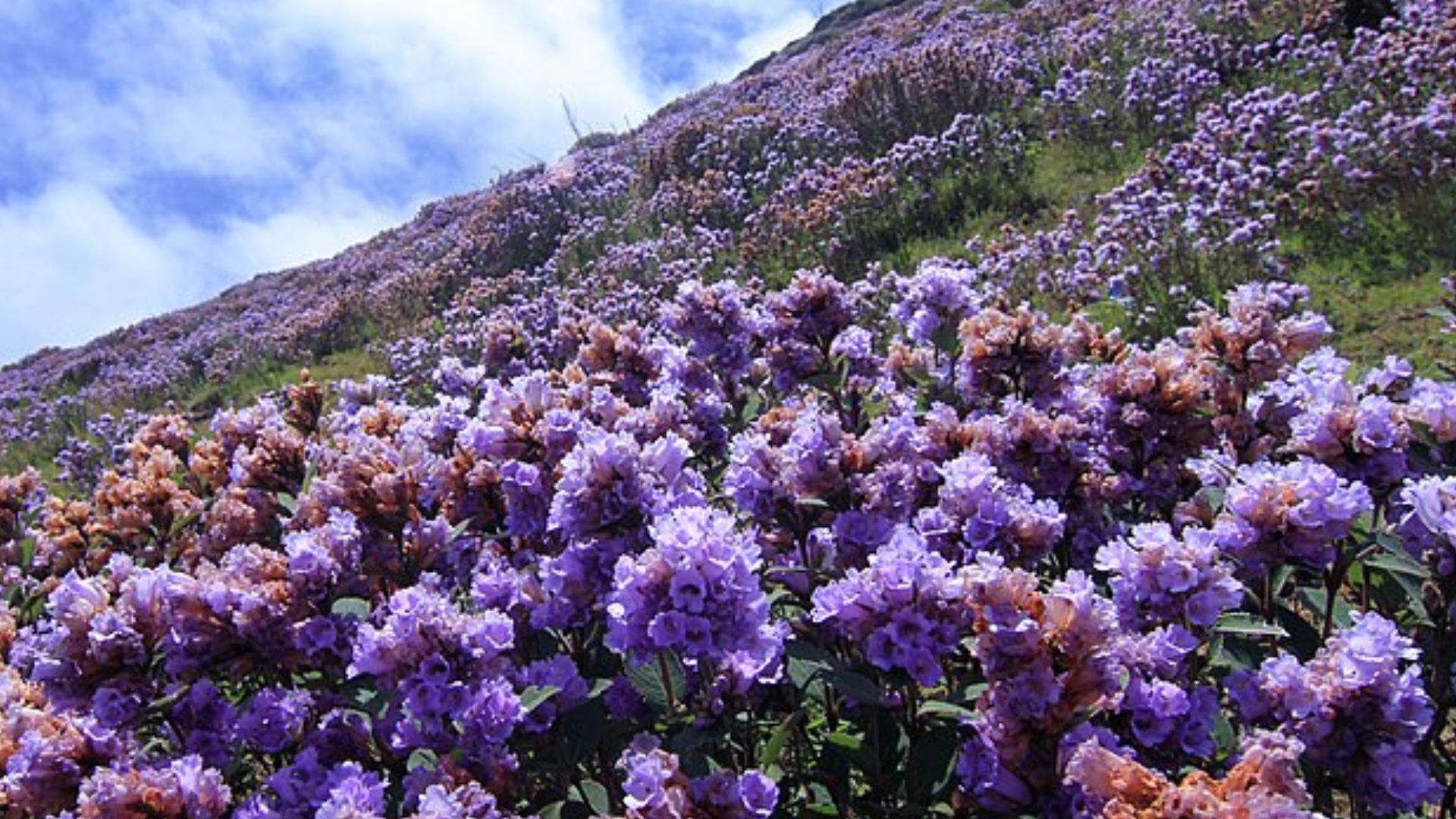 Neelakurinji flowers in Munnar