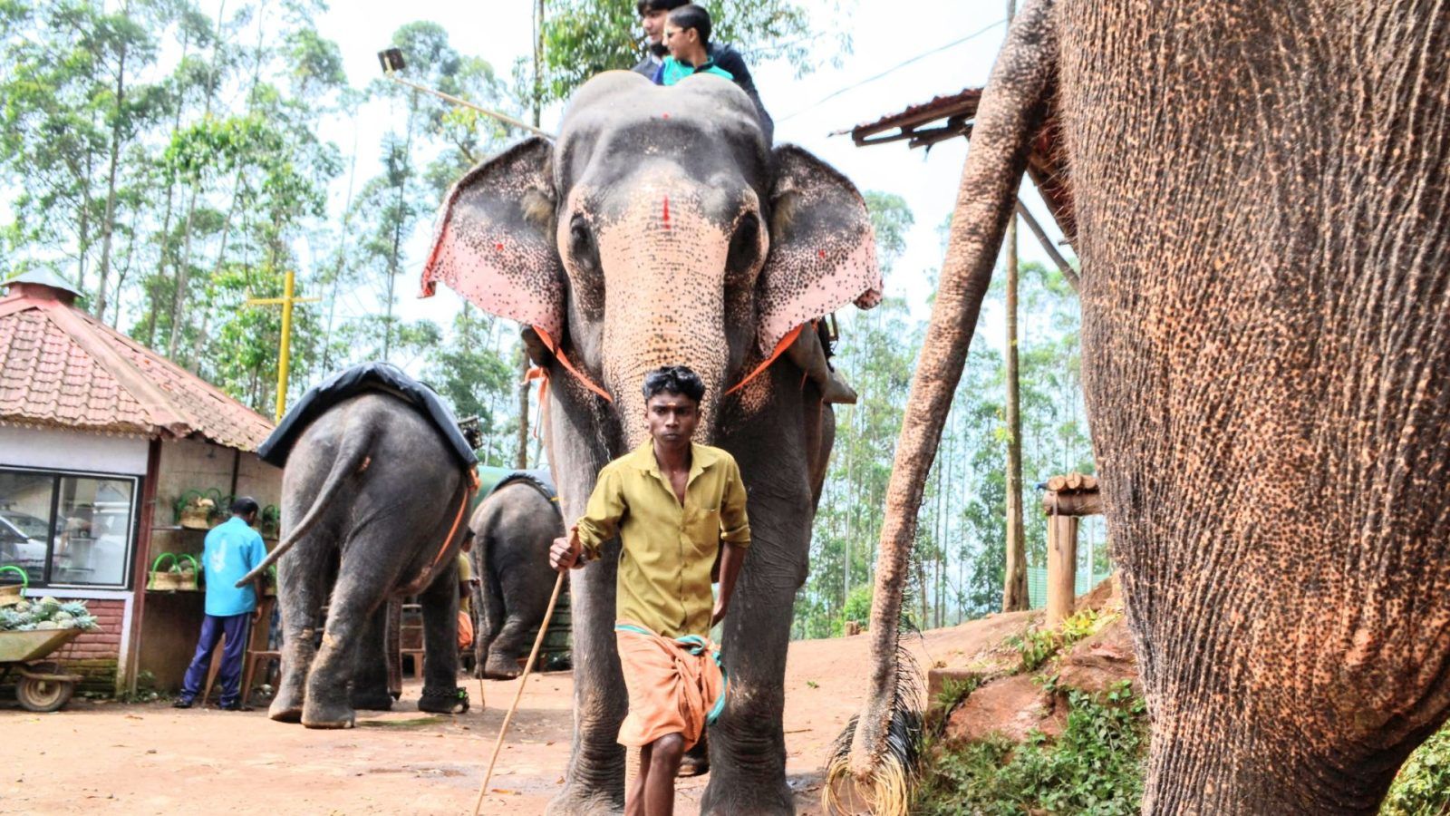 Munnar Travel Guide By Air, By Road, By Train