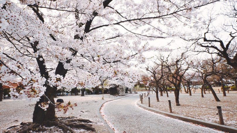 Japan - Best Cultural Destination