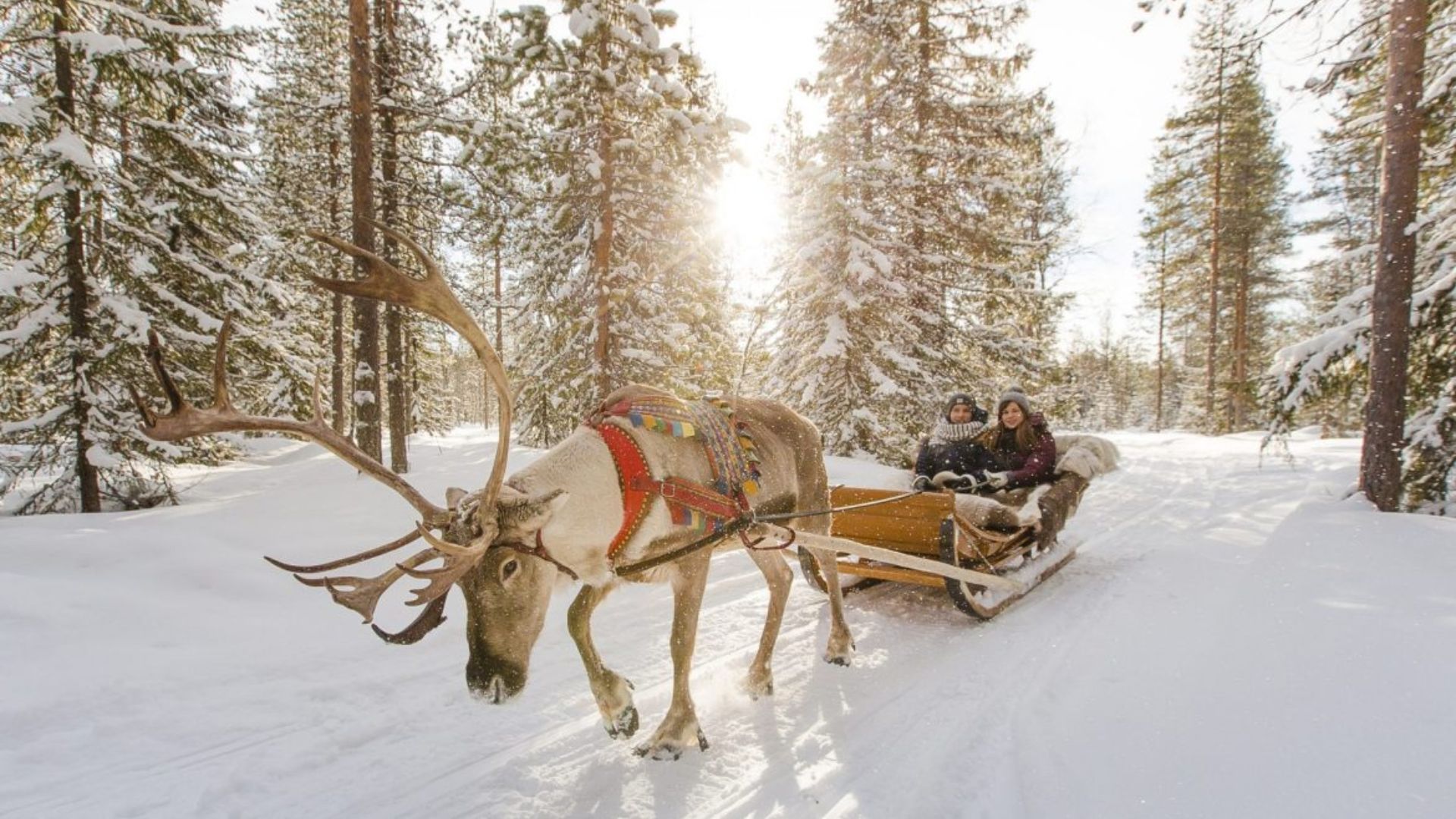Santa Claus village- reindeer