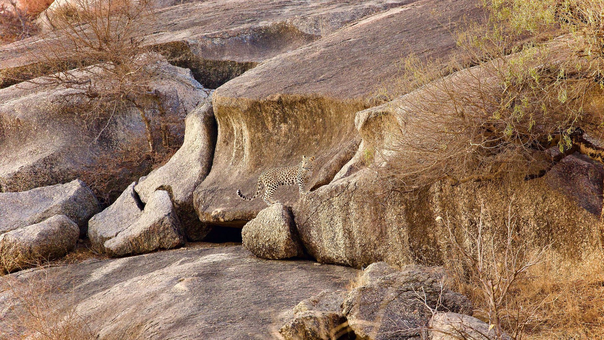 Jawai