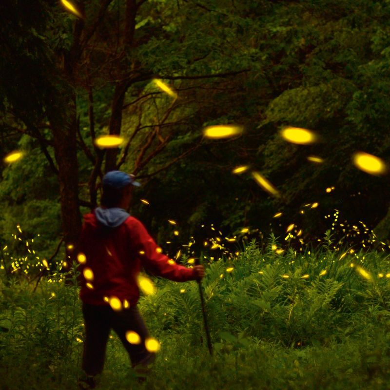 Discover The Forests Of USA's Pennsylvania Where Fireflies Put On Light Shows