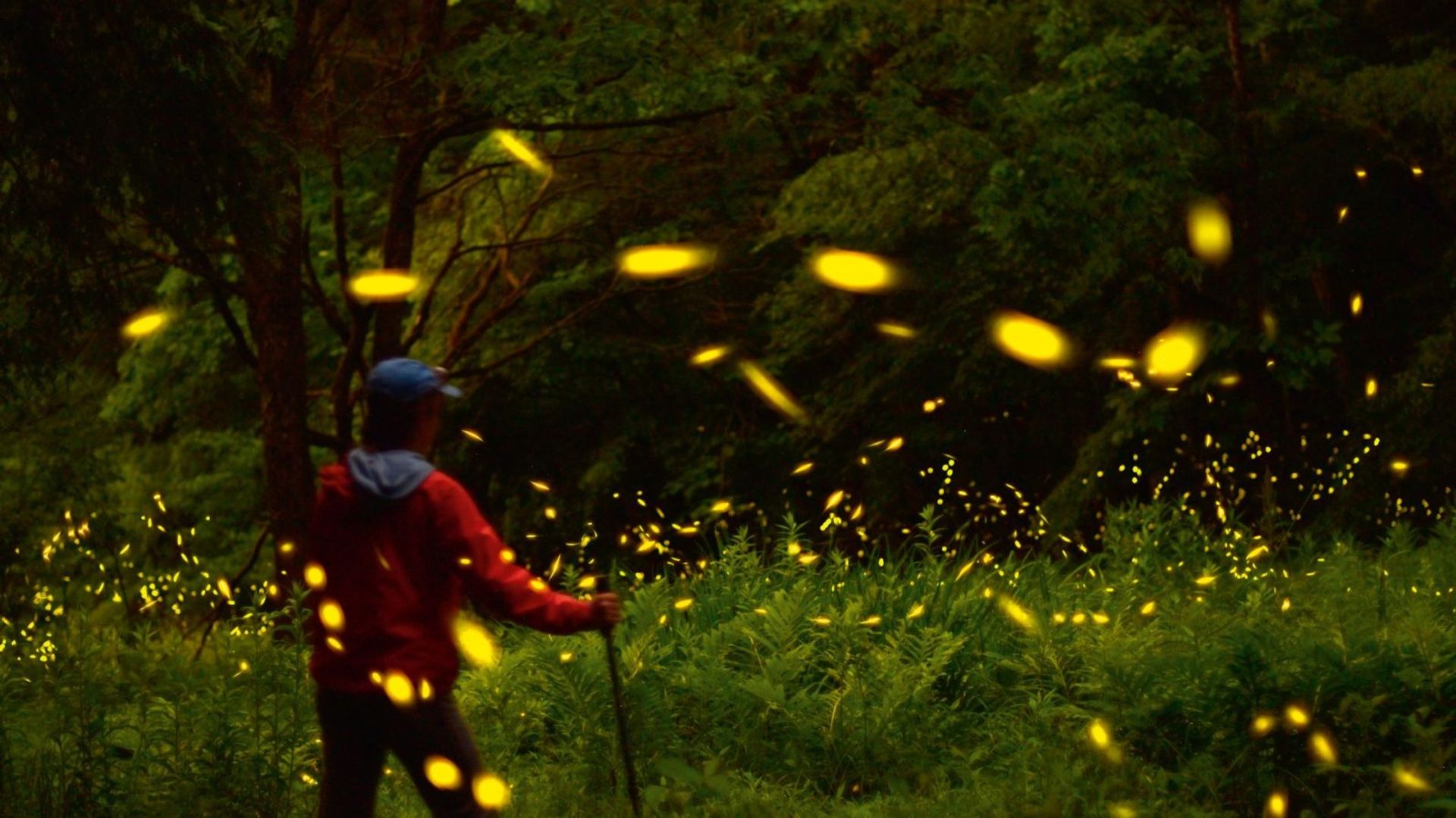 Discover The Firefly Festival In Pennsylvania