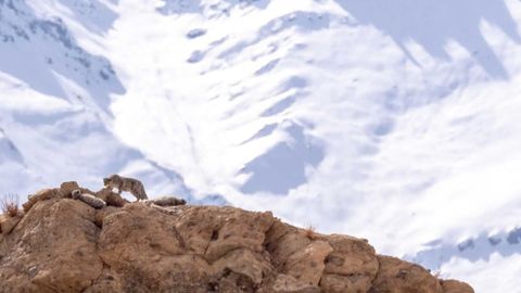 Yes, It's Possible To See Rare Snow Leopards In India’s Himalayan Mountains — Here’s What It Was Like Tracking The 'Grey Ghost'