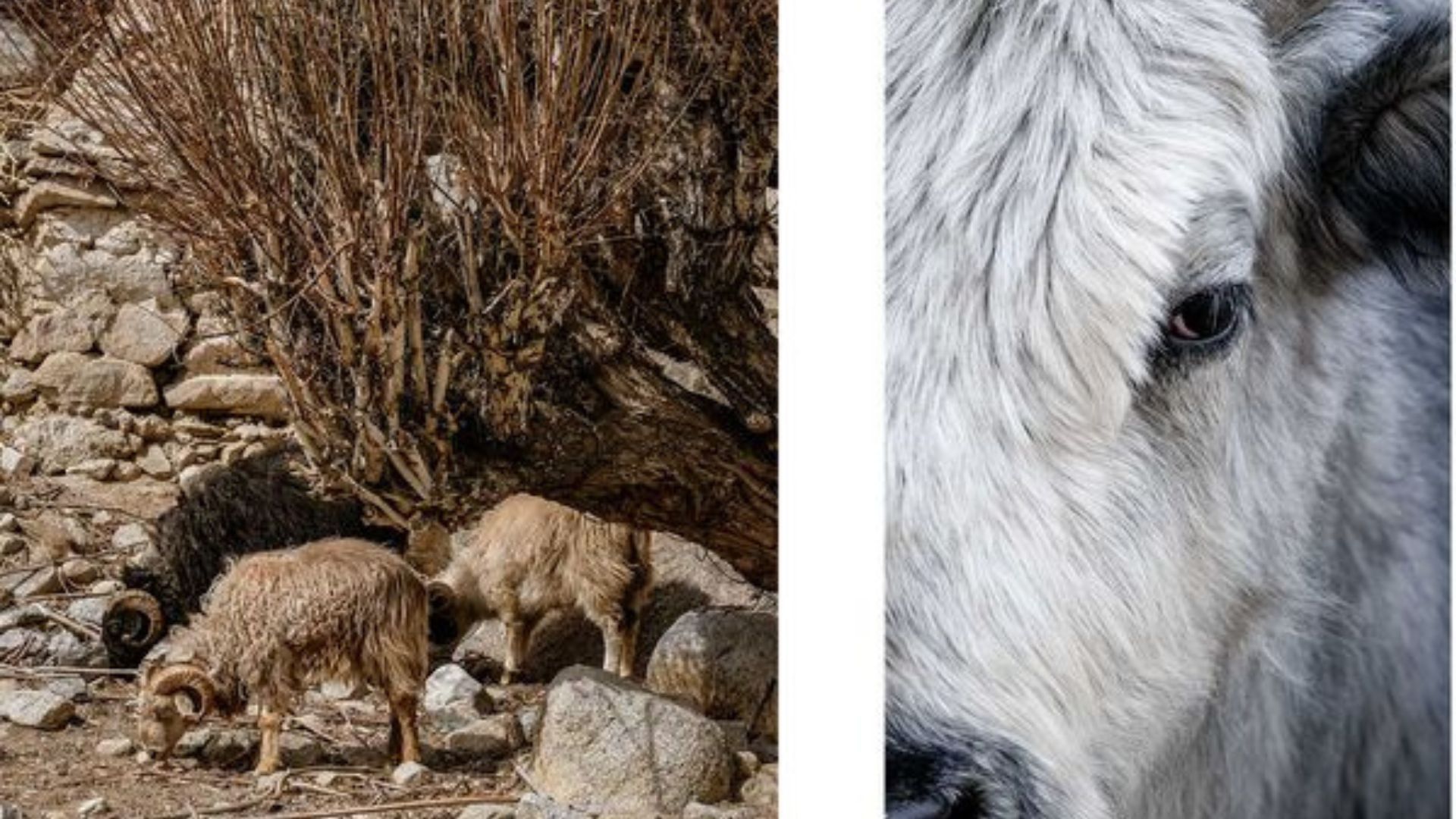 Mountain goats