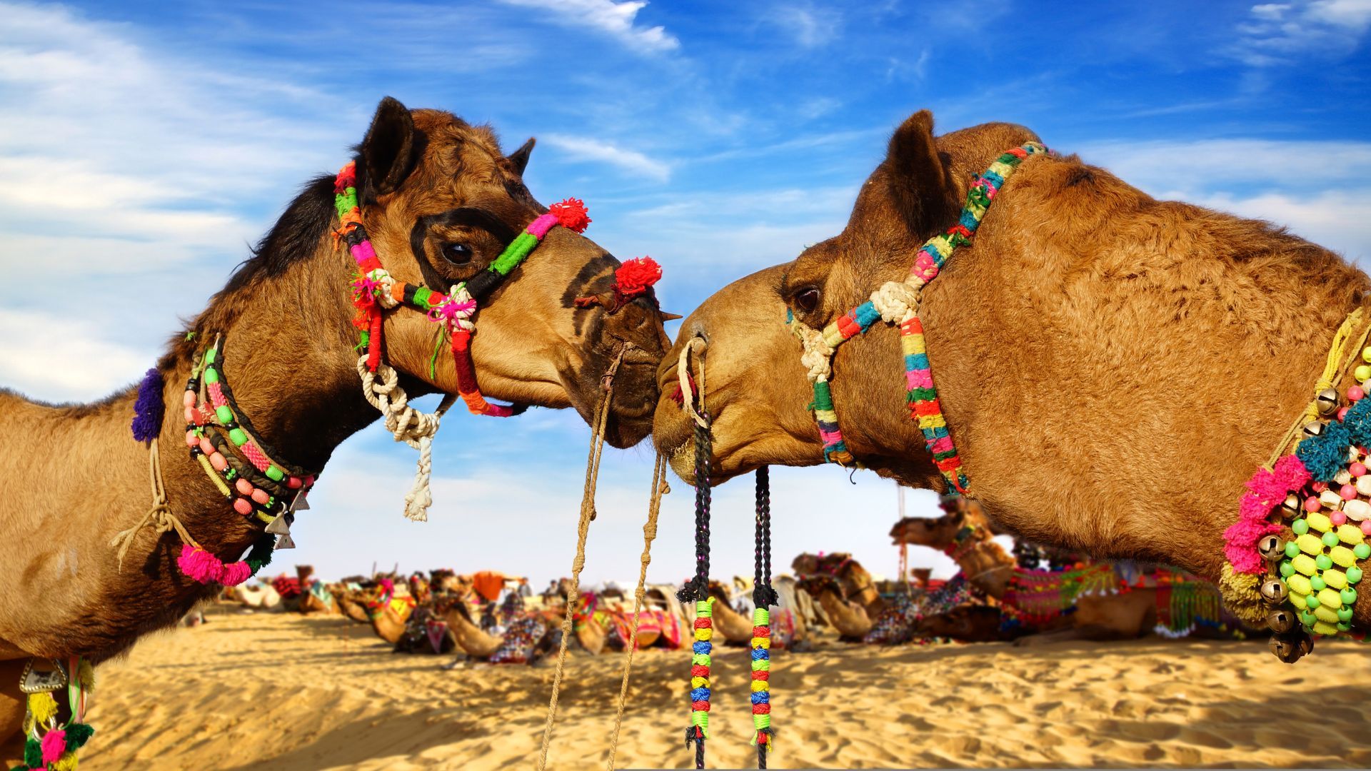 Bikaner camel fair