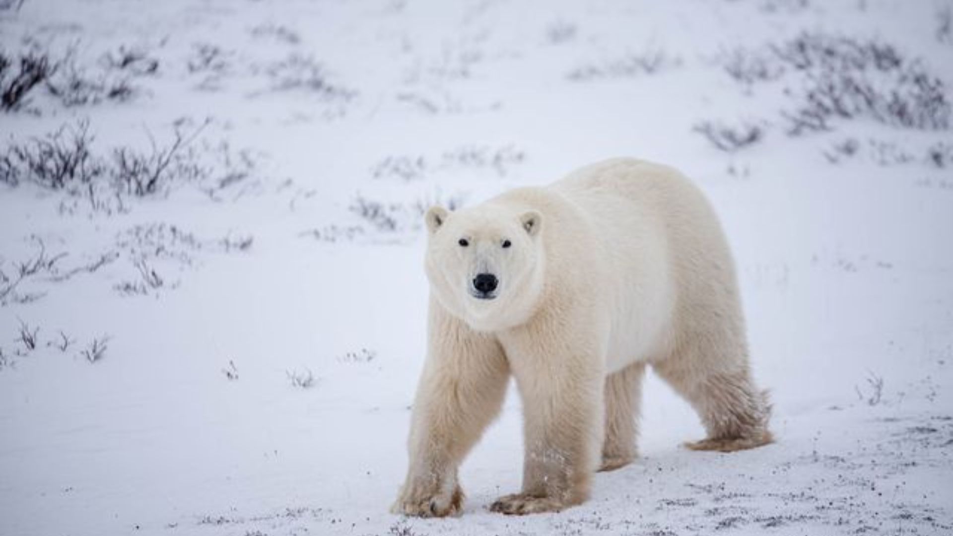 Polar bears and northern lights in Canada