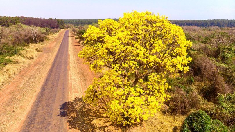 Paraguayan