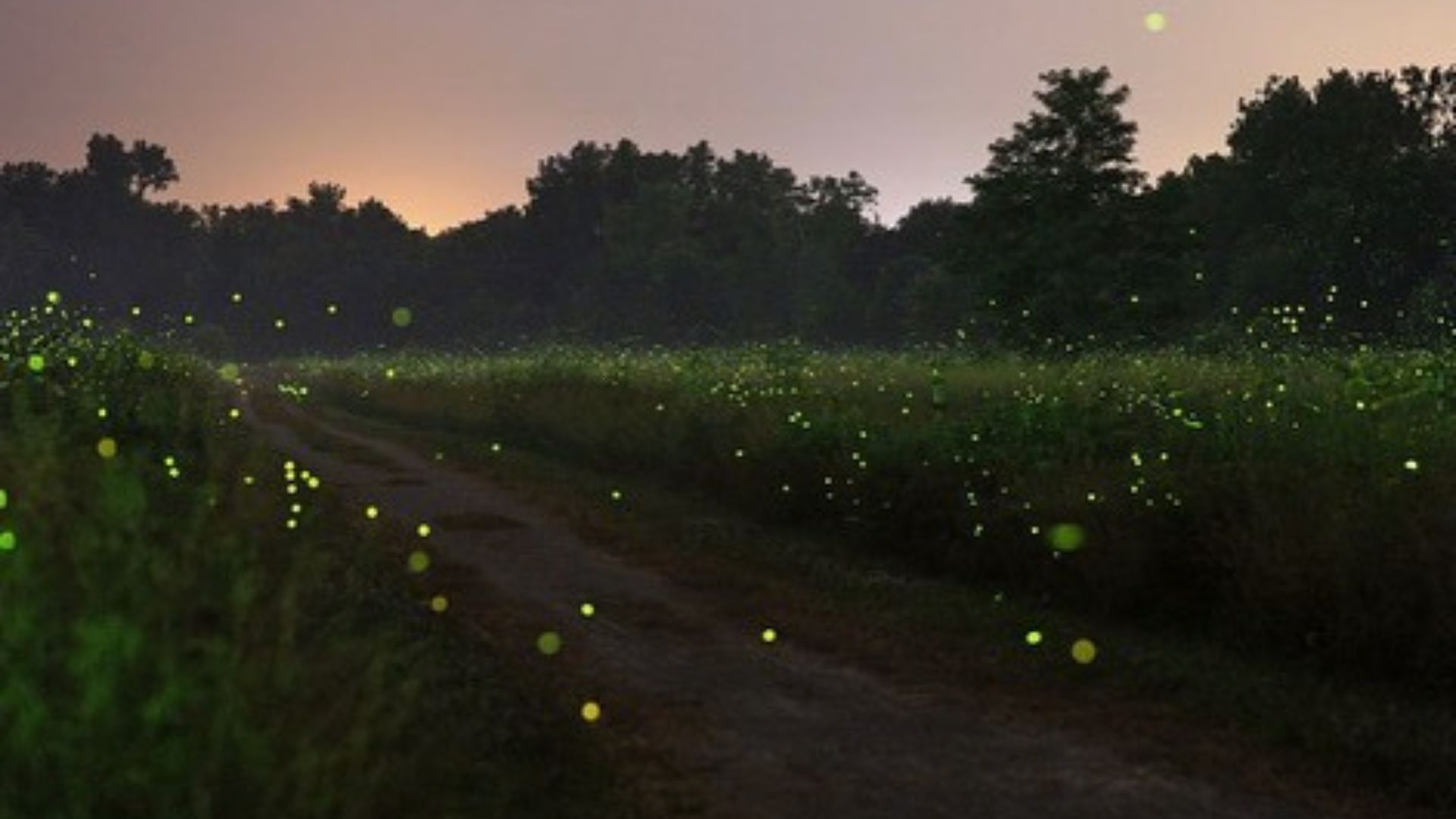 Places Around The World That Are Bioluminescent