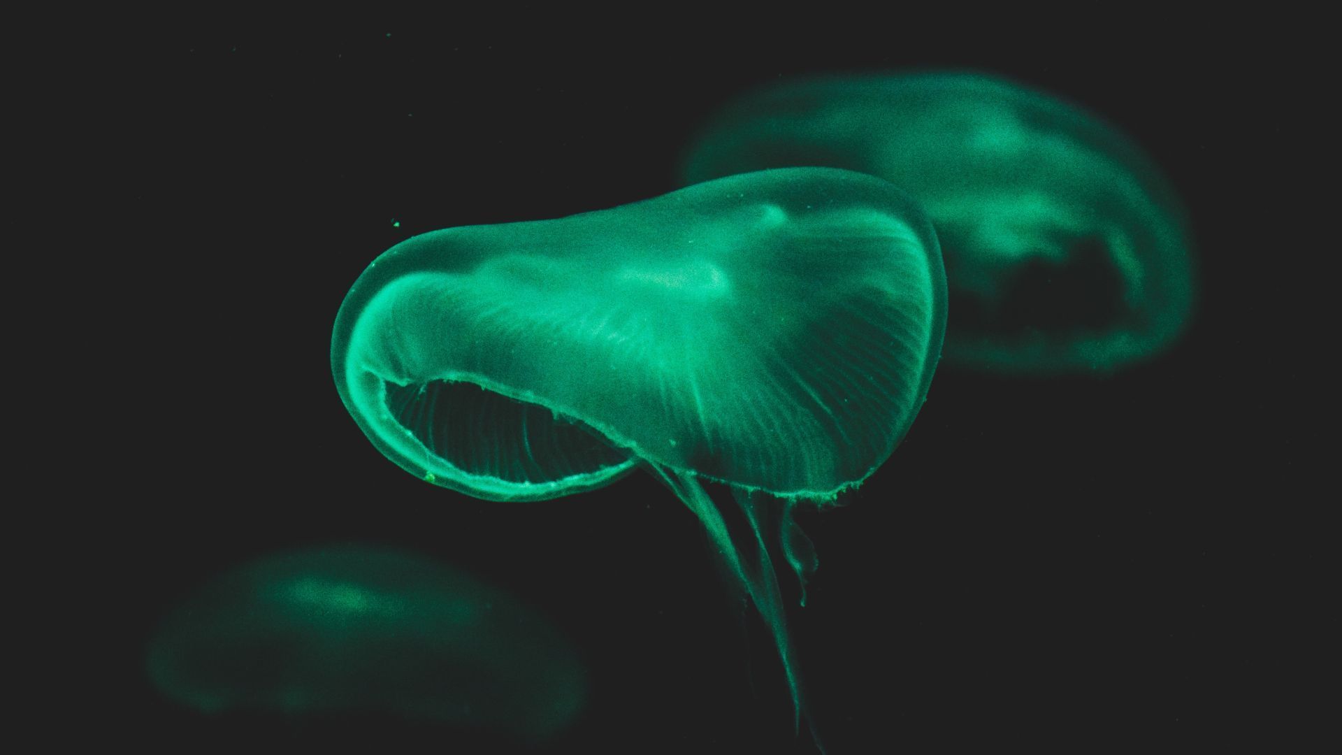 Places Around The World That Are Bioluminescent