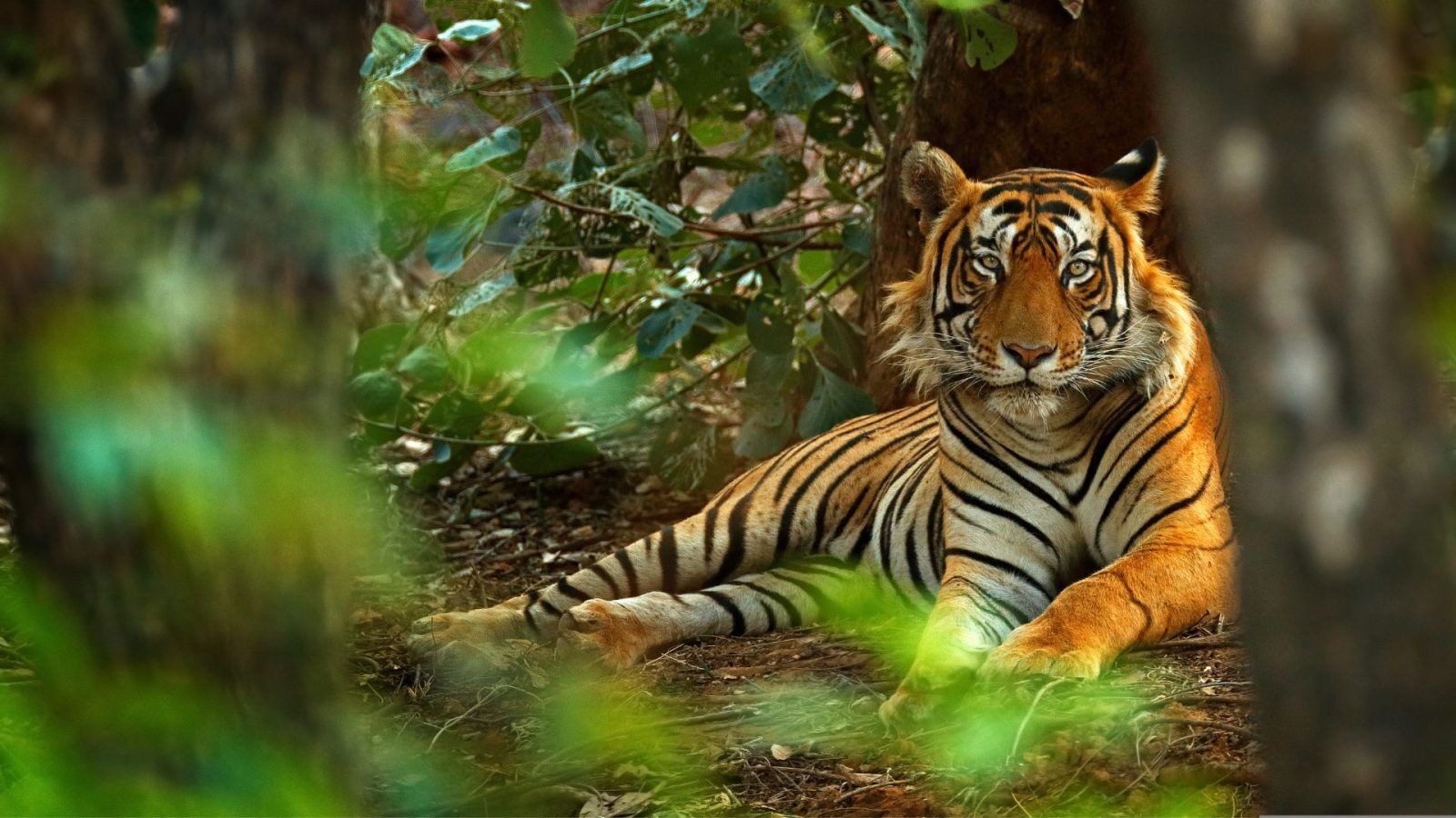 Bundelkhand In Uttar Pradesh To Become A Wildlife Tourism Hub