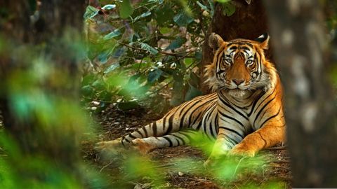 Bundelkhand In Uttar Pradesh To Turn Into A Wildlife Centre With The Largest Zoo & Tiger Reserves